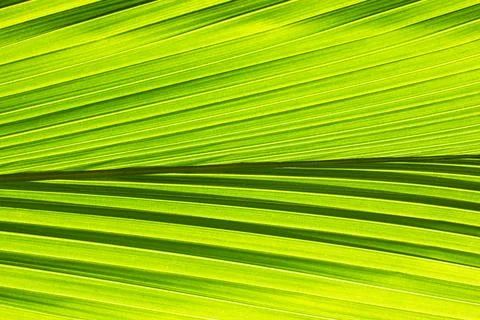 Green Leaf Pattern Background Macro 写真素材