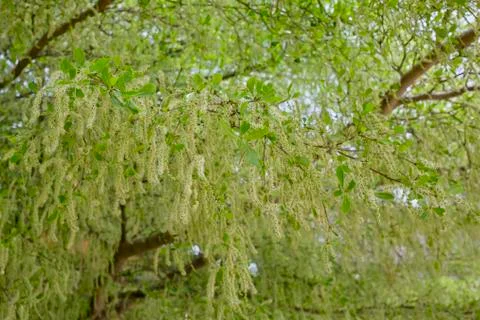 Green leaf pattern background Stock Photos