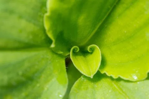 Green leaf pattern background Stock Photos