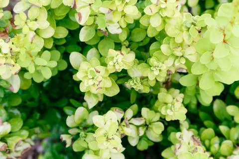 Green leaf pattern background, top view from above Stock Photos