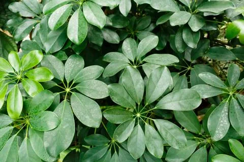 Green leaf pattern background, top view from above Stock Photos