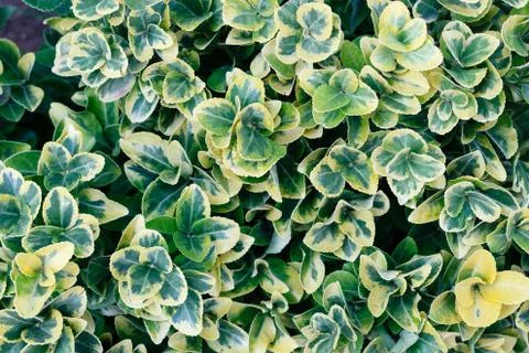 Green leaf pattern background, top view from above Stock Photos