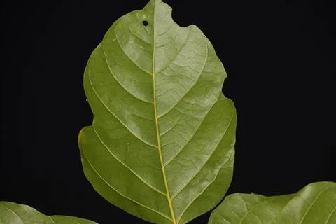 Green leaf pattern in black natural background Stock Photos