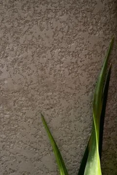 Green leaf pattern close up on the concrete wall Stock Photos