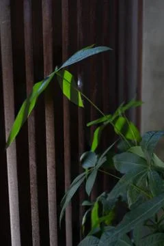 Green leaf pattern close up Stock Photos
