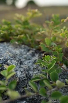 Green leaf pattern close up Stock Photos