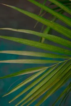 Green leaf pattern close up Stock Photos