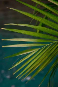 Green leaf pattern close up Stock Photos
