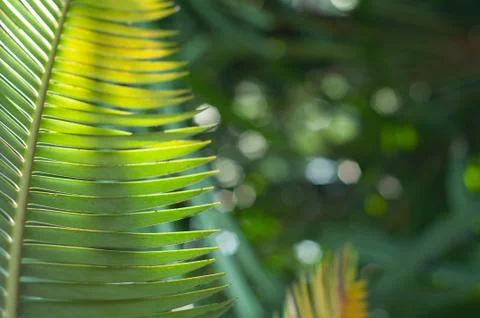 Green leaf pattern close up Stock Photos