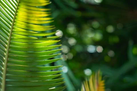 Green leaf pattern close up Stock Photos