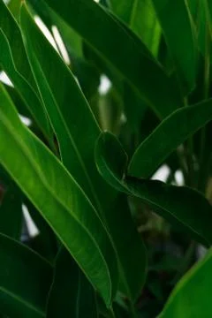Green leaf pattern close up Stock Photos