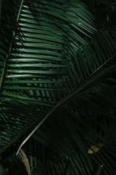 Green leaf pattern close up Stock Photos