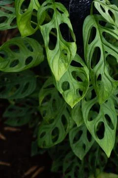 Green leaf pattern close up Stock Photos