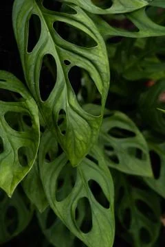 Green leaf pattern close up Stock Photos