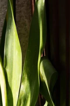 Green leaf pattern close up Stock Photos