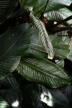 Green leaf pattern close up Stock Photos