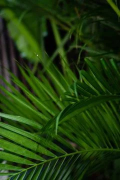 Green leaf pattern close up Stock Photos