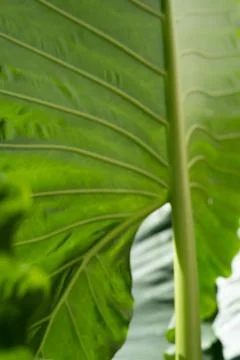 Green leaf pattern close up Stock Photos