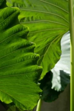 Green leaf pattern close up Stock Photos