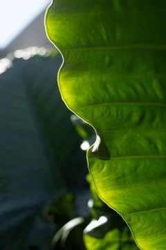 Green leaf pattern close up Stock Photos