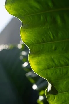 Green leaf pattern close up Stock Photos