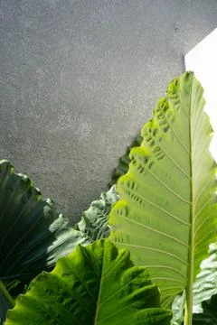 Green leaf pattern close up Stock Photos