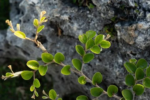 Green leaf pattern close up on the rocks Stock Photos