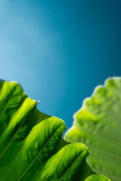 Green leaf pattern close up on the sunshine blue background Stock Photos