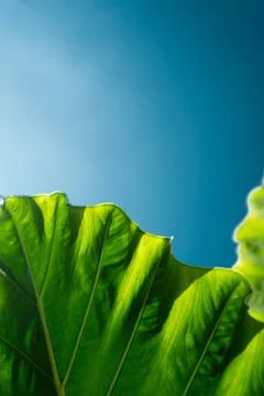 Green leaf pattern close up on the sunshine blue background Stock Photos
