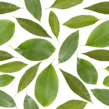 Green leaf pattern. 스톡 일러스트