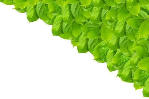 Green leaf pattern isolated Foto stock