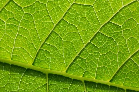 Green leaf pattern, natural background. Green natural background, visible leaf Stock Photos