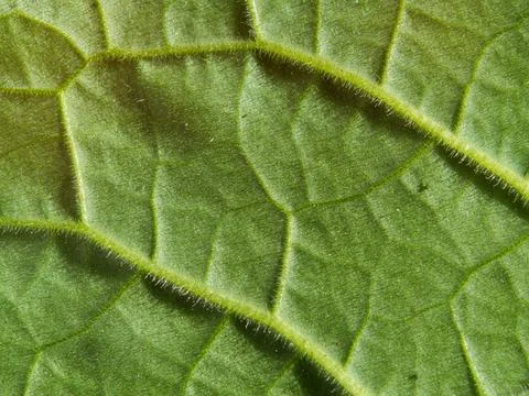 Green leaf pattern, natural background. Green natural background, visible l.. Foto stock
