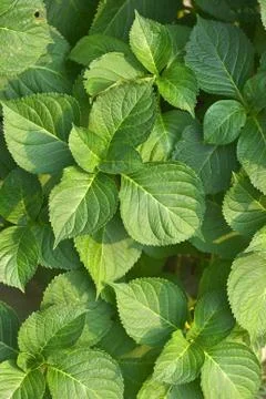 Green leaf pattern Stock Photos
