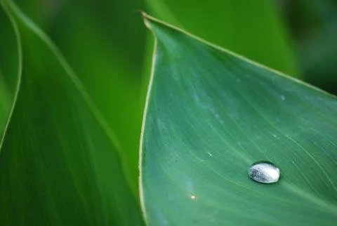 Green leaf pattern Stock Photos