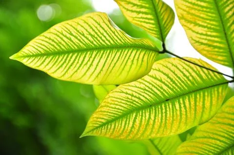 Green leaf pattern Stock Photos