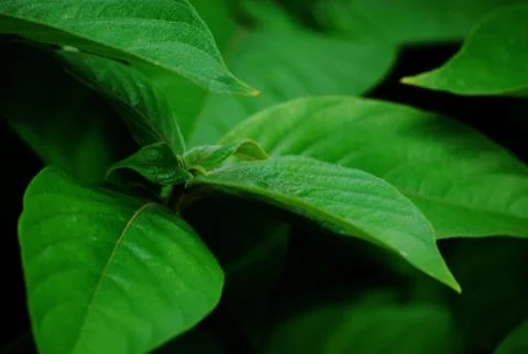 Green leaf pattern Stock Photos