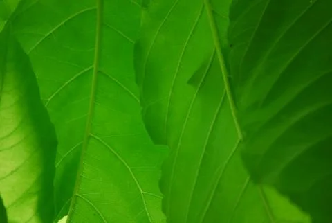 Green leaf pattern Stock Photos