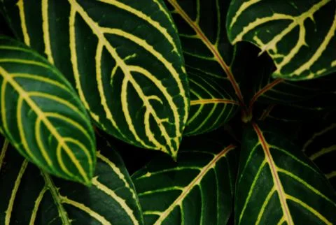 Green leaf pattern Stock Photos