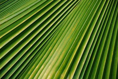 Green leaf pattern Stock Photos