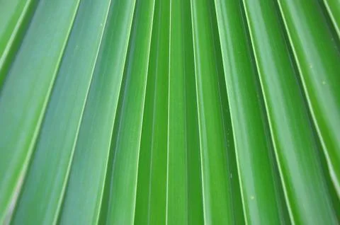 Green leaf pattern Stock Photos
