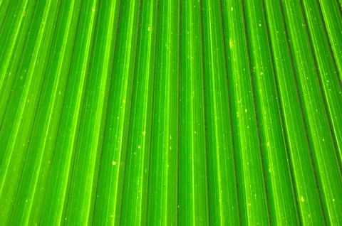 Green leaf pattern Stock Photos