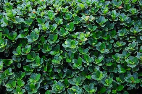 Green leaf pattern Stock Photos