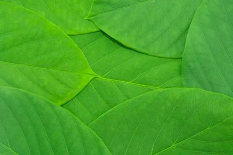 Green leaf pattern Foto stock