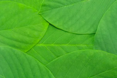 Green leaf pattern Stock Photos