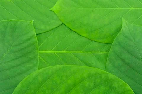 Green leaf pattern Stock Photos
