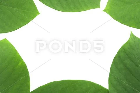 Green leaf pattern Stock Photos