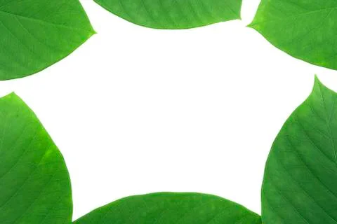 Green leaf pattern Stock Photos