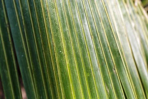 Green Leaf Pattern 写真素材