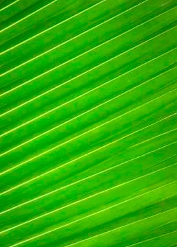 Green leaf pattern Stock Photos
